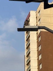 Acridotheres tristis