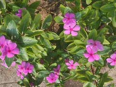 Catharanthus roseus