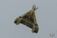 Palthis angulalis