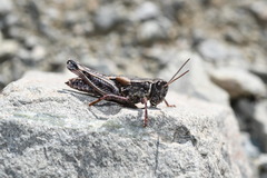 Sigaus australis