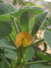 Arachis hypogaea