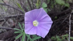 Ipomoea ternifolia
