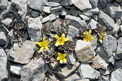 Ranunculus crithmifolius