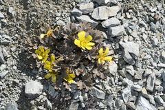 Ranunculus crithmifolius