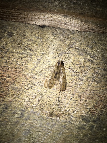 Limonia parietina