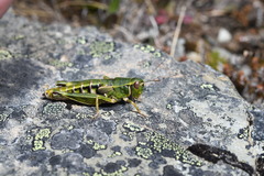 Sigaus australis