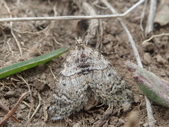 Arctesthes catapyrrha