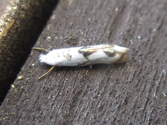 Microthauma glycinella