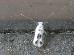 Microthauma glycinella