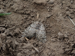 Arctesthes catapyrrha