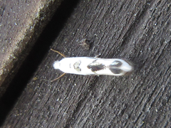 Microthauma glycinella