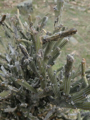 Carmichaelia crassicaulis