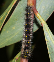 Anthela rubeola