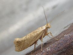 Ypsolopha parallela