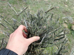 Carmichaelia crassicaulis