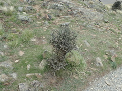 Carmichaelia crassicaulis