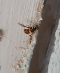 Bactrocera