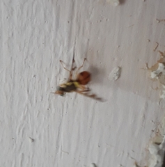 Bactrocera