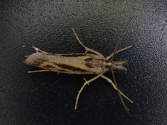 Orocrambus corruptus