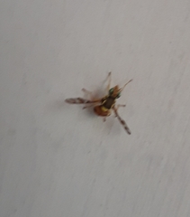 Bactrocera
