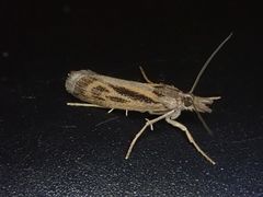 Orocrambus corruptus