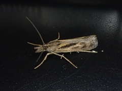 Orocrambus corruptus