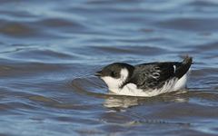 Little Auk photo 5
