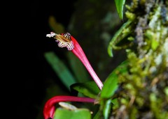 Aeschynanthus perrottetii