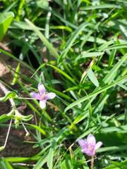 Cleome simplicifolia