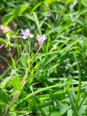 Cleome simplicifolia
