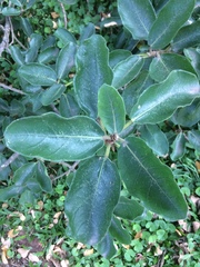 Ficus stuhlmannii