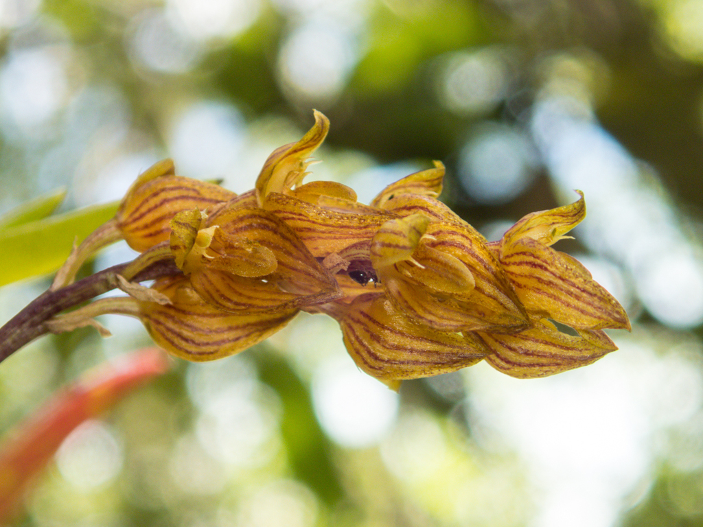 Bulbophyllum orientale; photograph (c) Gerard Chartier, some rights reserved (CC BY)