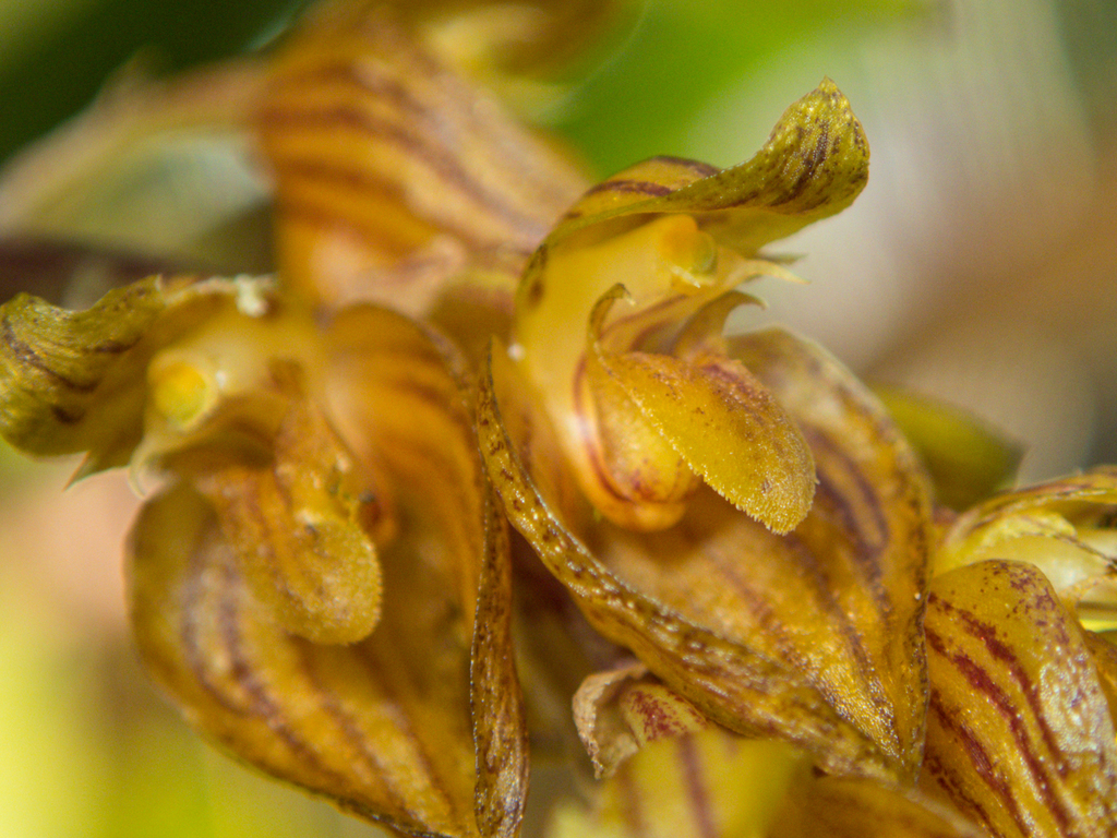 Bulbophyllum orientale (Bulbophyllum orientale)