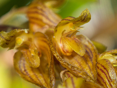 (c) Gerard Chartier, some rights reserved (CC BY) Bulbophyllum orientale, photograph (c) Gerard Chartier, some rights reserved (CC BY)
