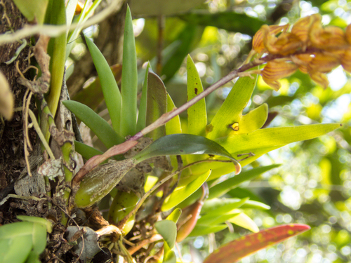 Bulbophyllum orientale, photograph 2
