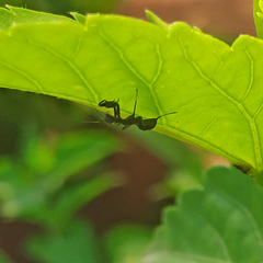 Odontomantis planiceps