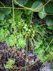 Tacca leontopetaloides