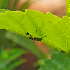 Odontomantis planiceps