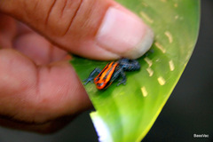 Ranitomeya reticulata