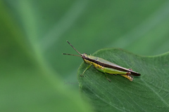 Gesonula punctifrons