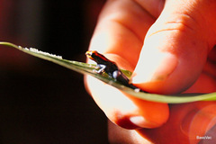 Ranitomeya reticulata