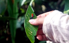 Ranitomeya reticulata
