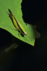 Gesonula punctifrons