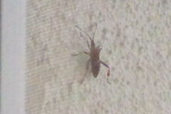 Leptoglossus occidentalis