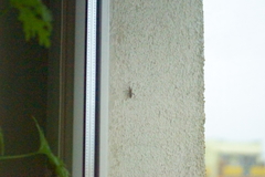 Leptoglossus occidentalis