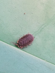 Porcellio scaber