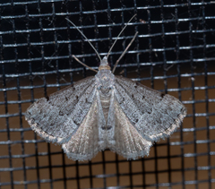 Dichromodes usurpatrix
