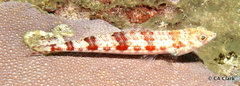 Synodus variegatus