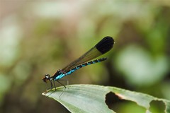 Calocypha laidlawi