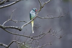 Psittacula columboides